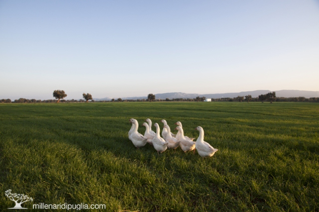 Nel prossimo weekend nuovi appuntamenti con i Millenari di Puglia