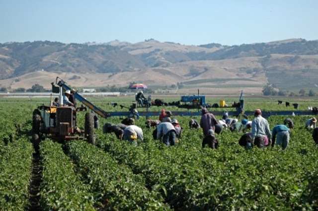 Contributi INPS, nei guai azienda agricola e 102 braccianti