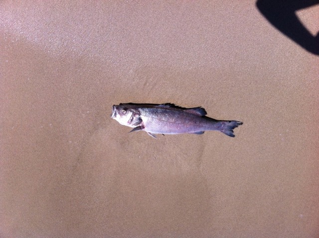 Alcune spigole morte al Pilone, interviene la Guardia Costiera