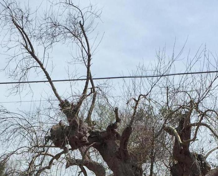 La Xylella segnalata a Rosa Marina. Il batterio arriva in Valle d’Itria?
