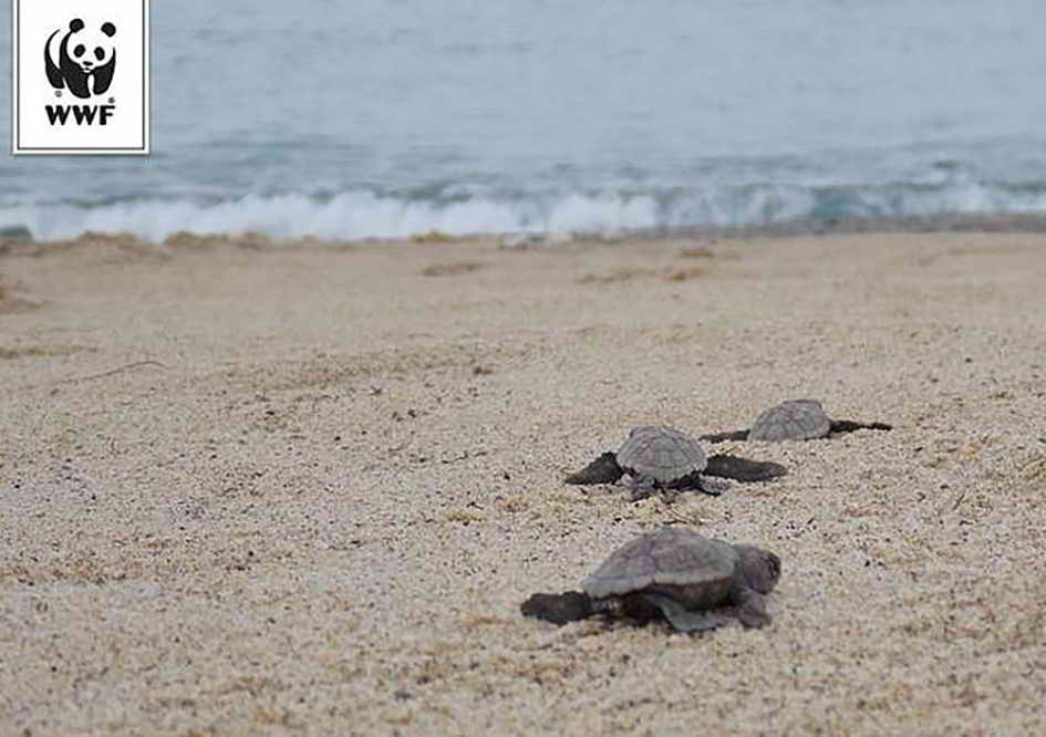 WWF, a Taranto nate 88 tartarughe Caretta caretta