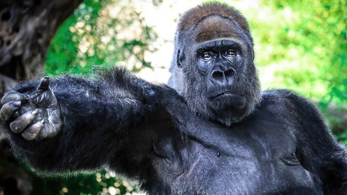 Una petizione per liberare Riù, il gorilla triste. Ma lo zoo smentisce: ricostruzione lontana dalla realtà