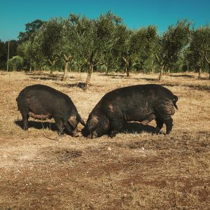 Suino nero pugliese, a Martina Franca il convegno per il riconoscimento ministeriale