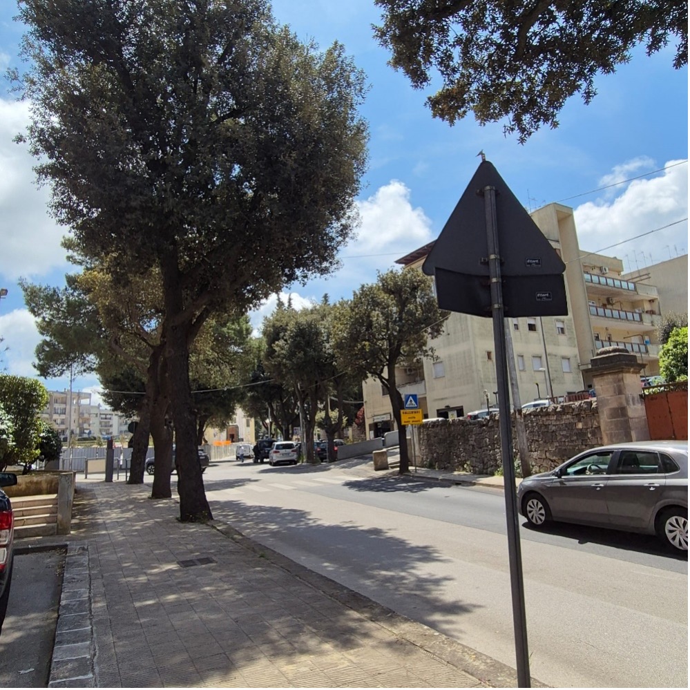 Ancora alberi a rischio a Martina Franca. Le associazioni preoccupate per i lecci di via Sanità